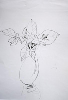 Sketch Rose2